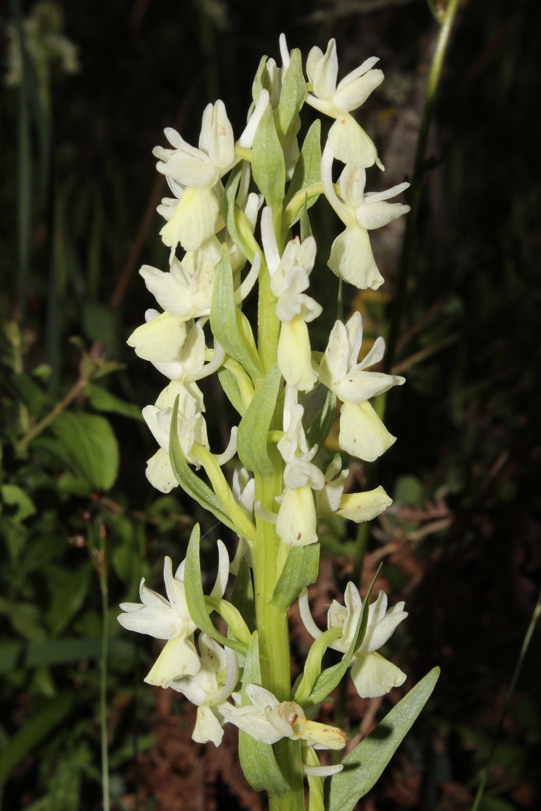 Orchidee dal promontorio del Gargano